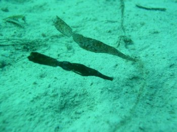 green robust pipefish