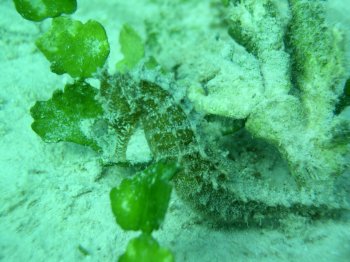 seahorse