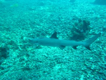 white tip shark