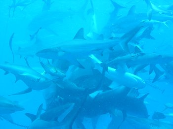 shark feed