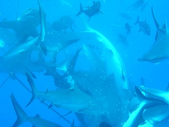 shark feed