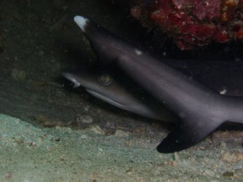 white tips in a cave