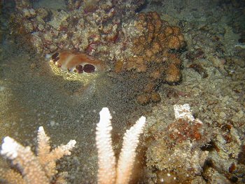 spawning crab