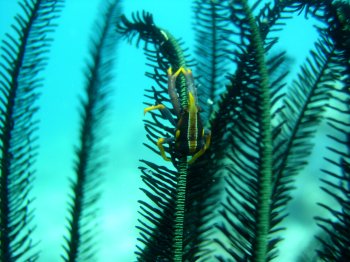 squat lobster