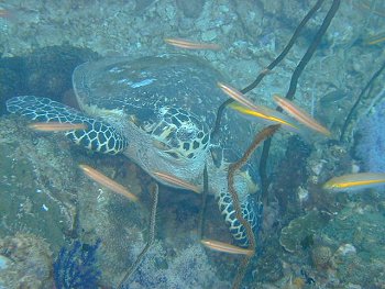 turtle