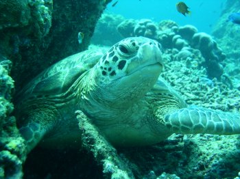 turtle close up