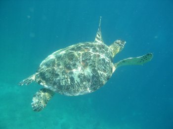 sunlit turtle