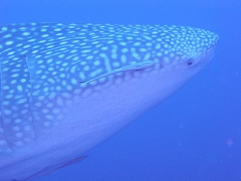whale shark head