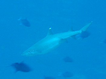 white tip shark