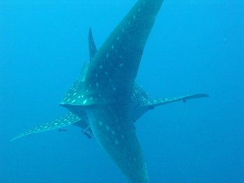 whale shark back view