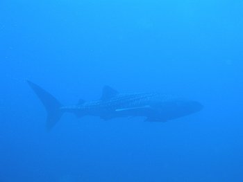 whale shark full length
