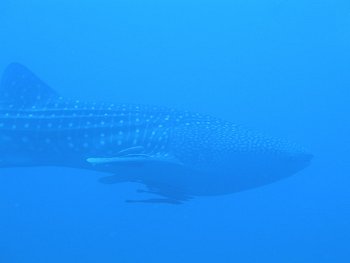 whale shark side view