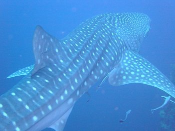 whale shark top view