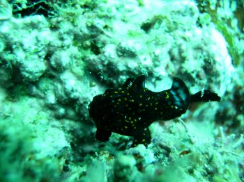 yellow spotted black frogfish