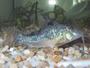 Click here to learn about our little Garbagefish.