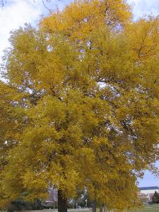 Maple tree at UMaine, Fall 1999.