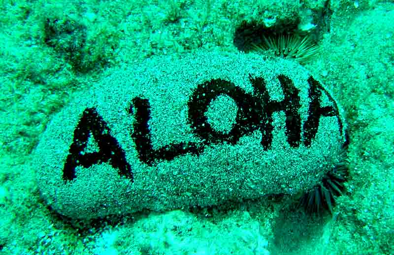 Even the sea cucumber greet you in Hawaii...