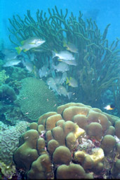 Aquarium Dive