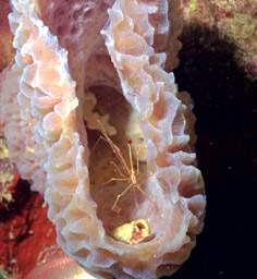 Arrow Crabs Home