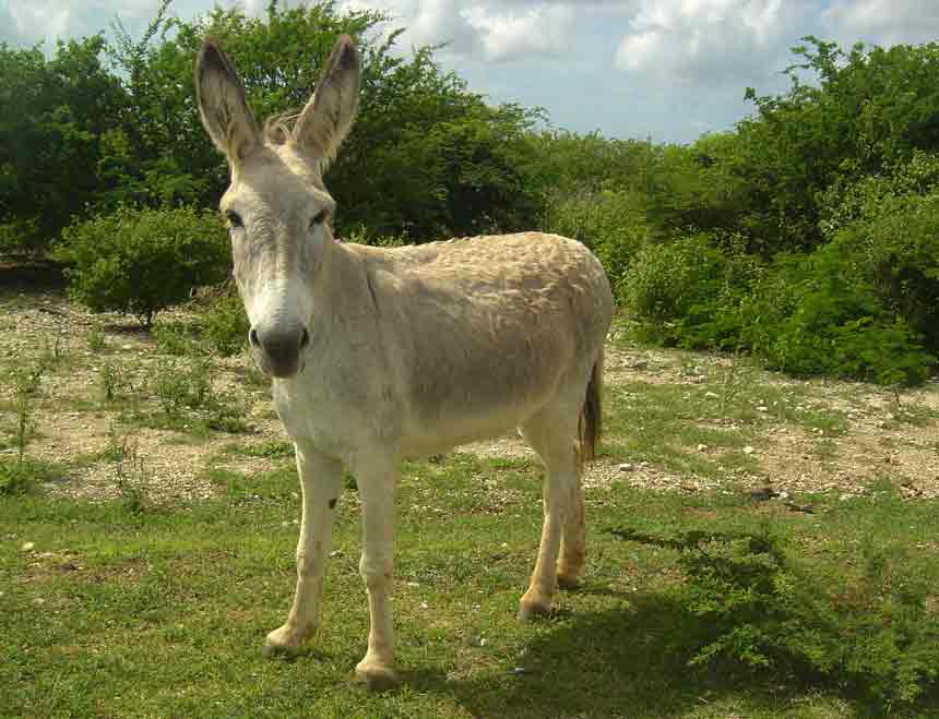 Donkey's on every road corner...