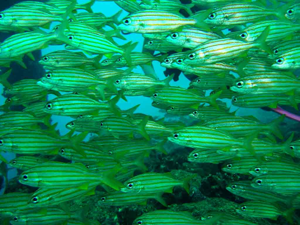 School of Smallmouth Grunt cruising by