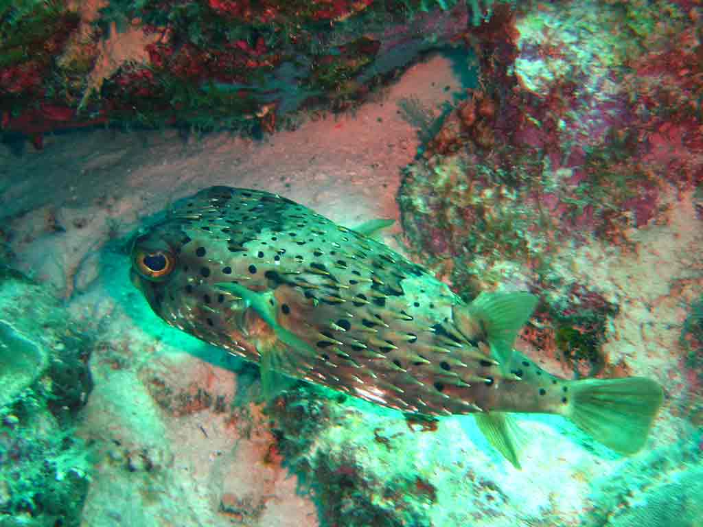 Porcupine fish is going for cover