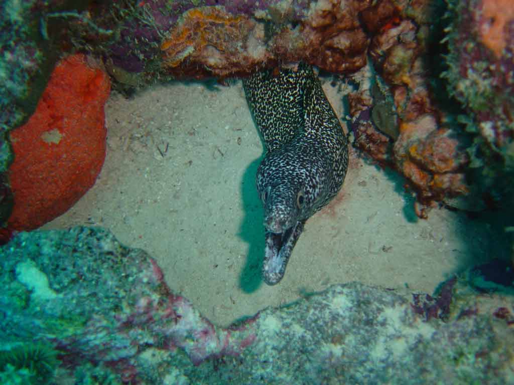 ... is that Spotted Morray grinning at me?