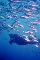 Raining Fish today...