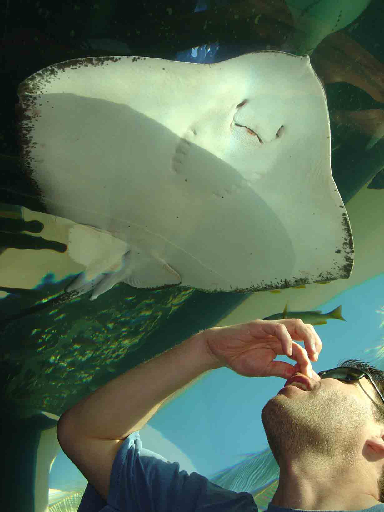 Stingrays even when you're not diving...