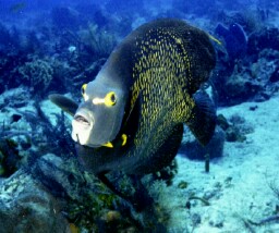 French Angelfish is looking for his mate