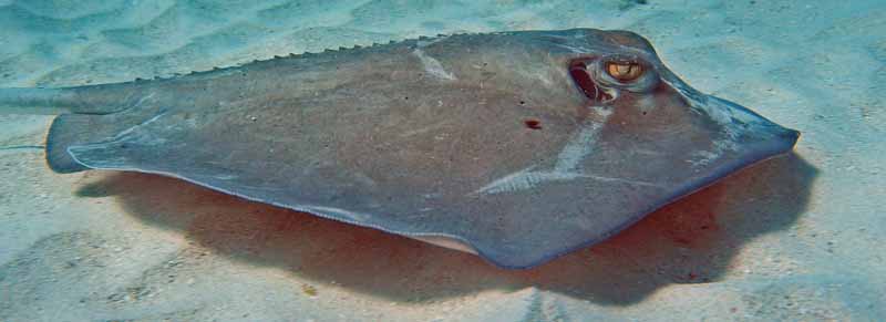 Stingray City is waiting...