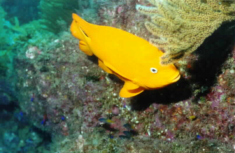 Garibaldi - California State Fish