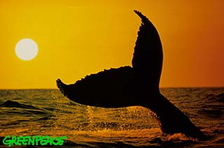SAVE THE WHALES!!!