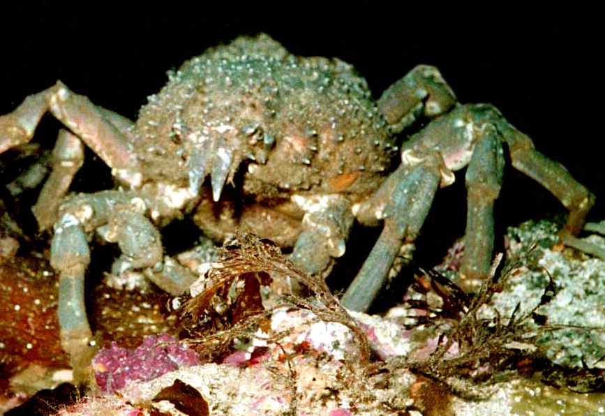 Spiders in the water...