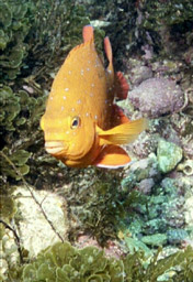 Baby Garibaldi