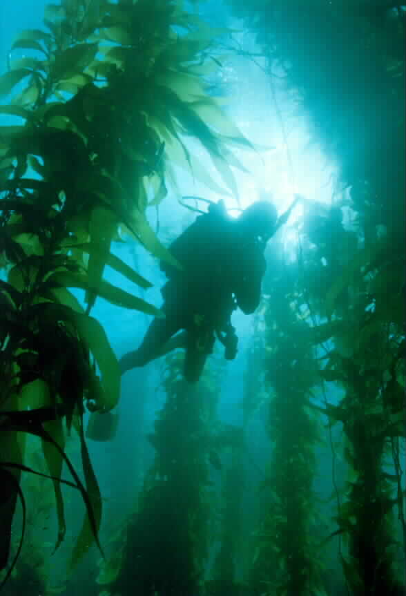 Kelp Diver Mike