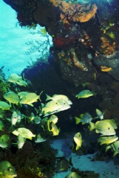 Cozumels colorful reef