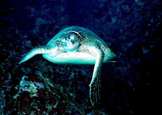 Turtles all over the place!