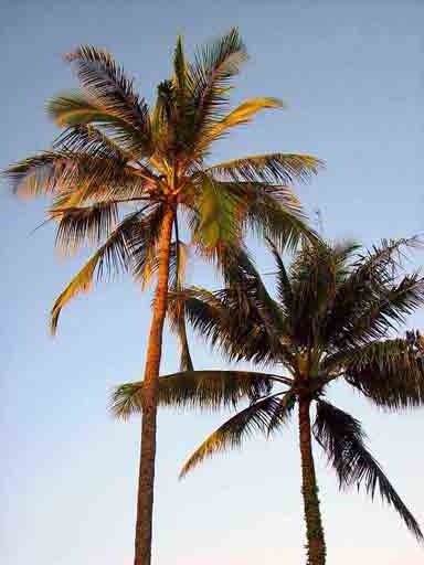Palmtree-Paradise