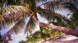 Mexican Dream Beach