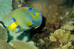 Welcome to my world, divers!