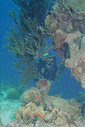Bonaire Reef