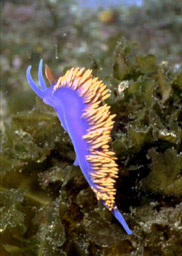 Colorful little fellow!