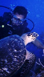 Turtle Surprise
