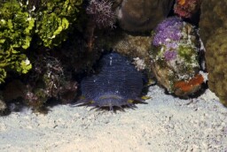A Splendid Toadfish is very common in Cozumel