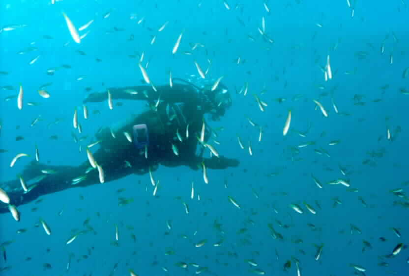 Tons-of-Fish
