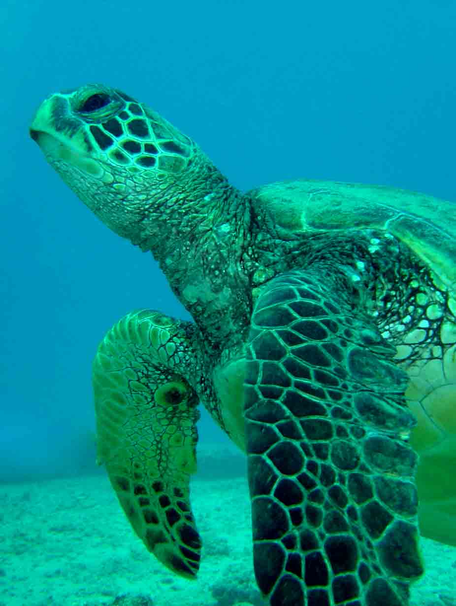 Turtle on almost every dive