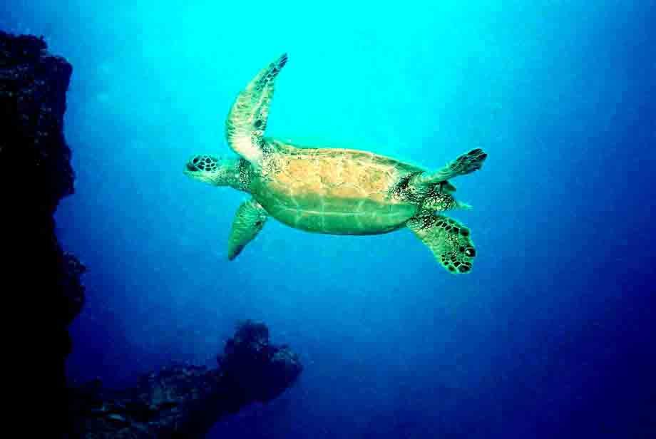 Hawaii is turtle heaven