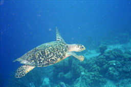 Turtle...! There is a turtle...!