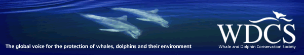 Find out everything about whaling!